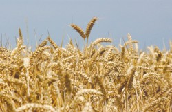 تخفيض سعر بيع طن الطحين المدعوم للمطاحن 3.5 دينار