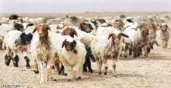 وصول الدفعة الاولى من الاضاحي السودانية إلى ميناء العقبة