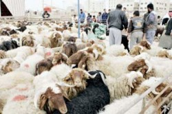 ترجيح انخفاض اسعار الاضاحي البلدية 20 % بسبب الاستيراد