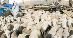 الأردنيون ينفقون 42 مليون دولار على شراء أضاحي العيد