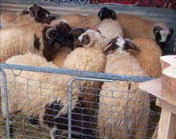 ارتفاع اسعار الاضاحي والالبسة ساهم في ركود الاسواق في اربد وعجلون قبيل عيد الاضحى