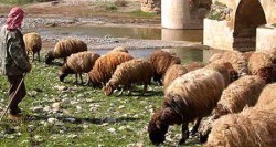 منظمة حقوق حيوان تندّد بــ "التعامل الوحشي" للمسلمين مع الأغنام