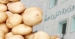 ارتفاع أسعار البطاطا بشكل غير مبرر وأصابع الاتهام تشير إلى "الزراعة"