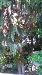 طالب يصاب بعينه في الرمثا بسقوط ثمرة شجرة سرو