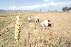 الحكومة تطرح مناقصة عالمية لشراء 100 ألف طن قمح