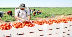 الاغوار الوسطى: محصول البندورة في خطر بسبب ظهور " توتا ابسولوتا"