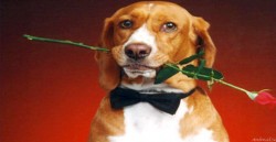 أرقام إلكترونية لـ "الكلاب" قريباً في الاردن