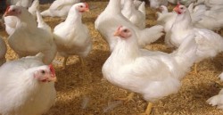 السماح باستيراد الدواجن الإسرائيلية وحظر الأغنام الروسية