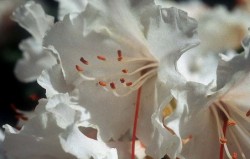 خبير عالمي: نباتات الأردن أكثر مما لدى بريطانيا وايرلندا مجتمعين