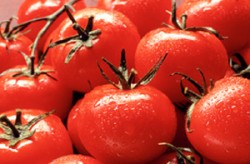 وسط ارتفاع أسعارها..المستهلك تطالب الزراعة وقف تصدير البندورة