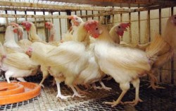 نافية استيراد دواجن.."الزراعة": نستورد معجون صدر الحبش فقط من إسرائيل