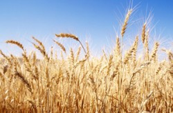 مزارعون ينتفضون ضد شركات الجنوب ويطالبون الحكومة بعدم التجديد لها