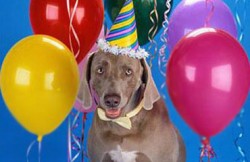 أردنية تقيم حفلة عيد ميلاد لكلبها بــ 42 الف دولار‎