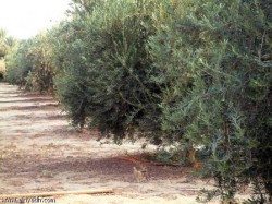 اصابة 2500 دونم بآفة «سل الزيتون» في المزار الجنوبي