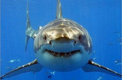 المغربي: خليج العقبة يخلو تماما من أسماك القرش