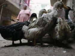 جدل واسع حول استخراج بطاقات شخصية للحيوانات في مصر