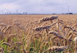 لجنة حكومية توصي بابرام عقد تحوط لـ 50 الف طن قمحا لمدة 3 اشهر