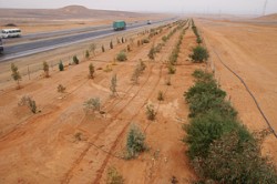 "الزراعة" تحول 400 قضية اعتداء على الحراج الى المحاكم