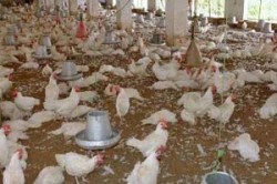 تعليق استيراد الدواجن من مقاطعة فرنسية بسبب "النيوكاسل"