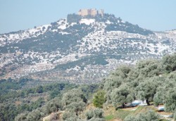 البيئة النيابية تبحث تداعيات قرار قطع 2200 شجرة حرجية بعرجان