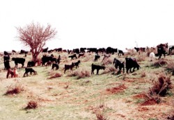 "لا قمح ولا شعير" في جنوب المملكة ووسطها الموسم الحالي