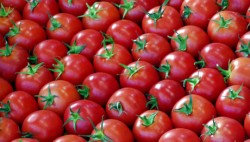 200 مزارع يرمون 50 طنا من البندورة على طريق الأغوار – العقبة