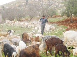 جامعي يرعى الغنم ليسد جميلها بتوفيرها المال لتعليمه