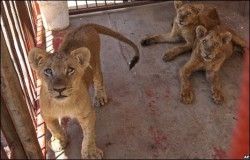 ضبط 5 اشبال وذئب بمزرعة جنوب عمان