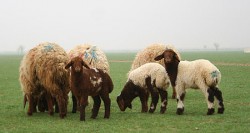 مصدر يكشف استيراد "الزراعة" خرافا محسنة من اسرائيل