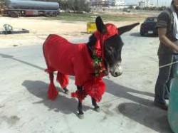 حمار الحب يجول شوارع اربد مجددا