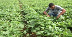 الأردن يحتج على تقارير صحافية بلغارية تشكك في سلامة خضراوات مستوردة من المملكة