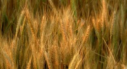 رفض إدخال 271 طن قمح علفي أوكراني قادمة عبر الحدود السورية