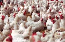 تعليق استيراد الدواجن وكافة منتجاتها من اسرائيل و(السلطة الفلسطينية)