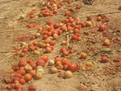 "توتا أبسلوتا" تغزو مزارع الجفر مجددا وتقلل إنتاج محصول البندورة