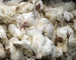 مزارعون يؤكدون عودة انفلونزا الطيور والزراعة تنفي