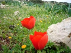 ارتفاع على درجات الحرارة الجمعة والسبت