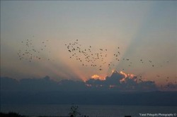 أجواء خماسينية تؤثر على المملكة الأحد ..