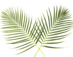 المسيحيون يحتفلون بـ احد الشعانين