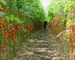 مزارعو بندورة يغلقون طريقاً في الأغوار الشمالية