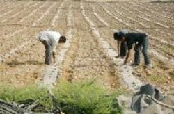 مجلس الوزراء يقرر عدم تجديد الاتفاقيات مع شركات الجنوب الزراعية .