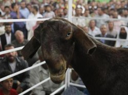 تنظيم مسابقة أجمل ماعز في الأردن