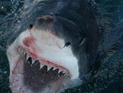 نفي وجود اسماك قرش خطيرة على شاطىء العقبة