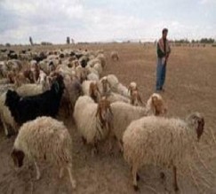 نجاة راع من هجوم وحش مفترس في الأغوار الجنوبية