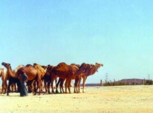 توقعات بإنجاز مشروعي الفجيج ومعان للطاقة المتجددة العام المقبل