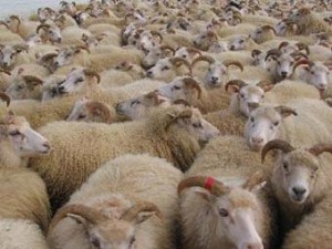 اختفاء المواشي الاثيوبية.. شبهات فساد تطارد "الزراعة