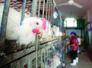 أسعار الدجاج ترتفع 20 قرشا للكيلو والاتحاد النوعي يرجع السبب إلى الاستغلال