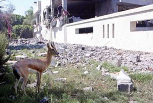 القذافي يعد خطة لتهريب أسرته