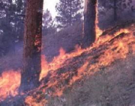 حريق بوادي موسى يأتي على 20 دونم من الأشجار المثمرة