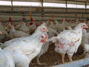 جشع التجار والموزعين يرفع أسعار الدواجن في العيد