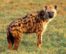 كوادر الدفاع المدني وقوات البادية يلقون القبض على حيوان مفترس في منطقة الكوم الاحمر بالبادية الشمالية